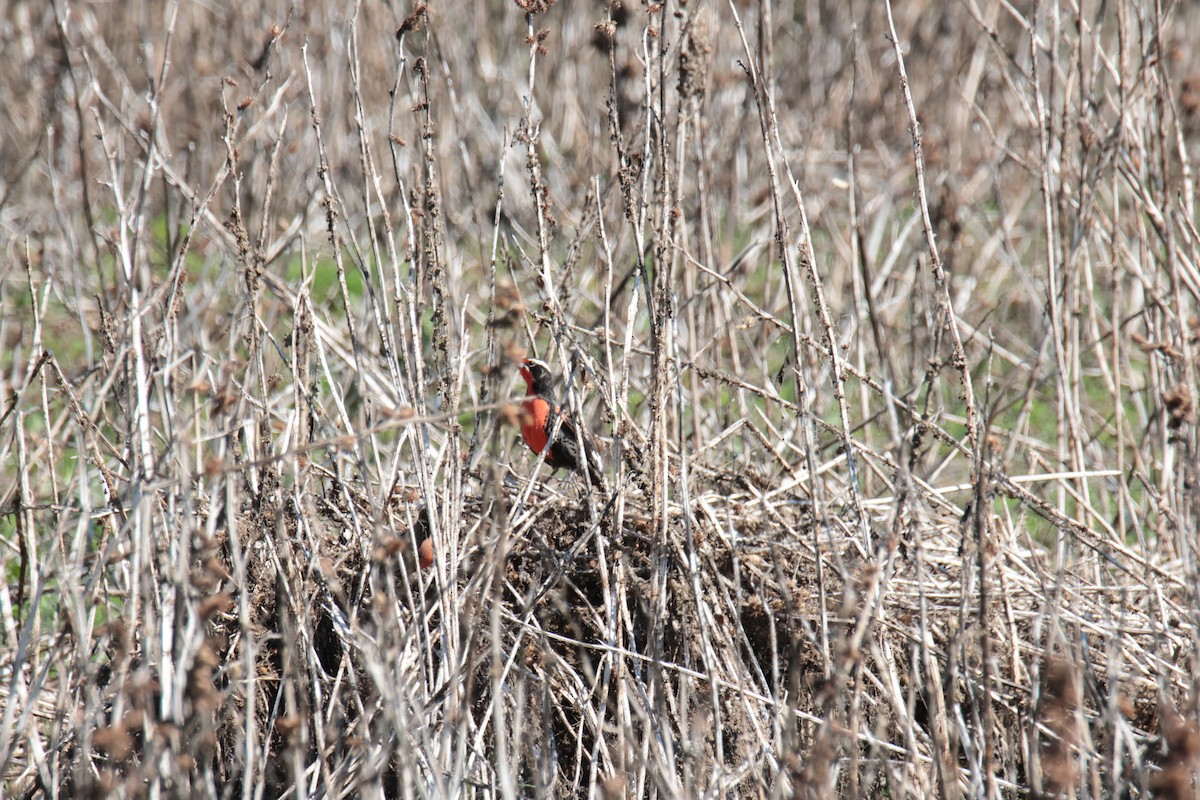 Long-tailed Meadowlark - ML643952101