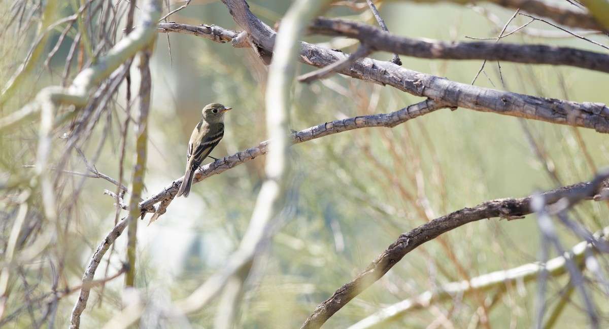Dusky Flycatcher - ML643952102