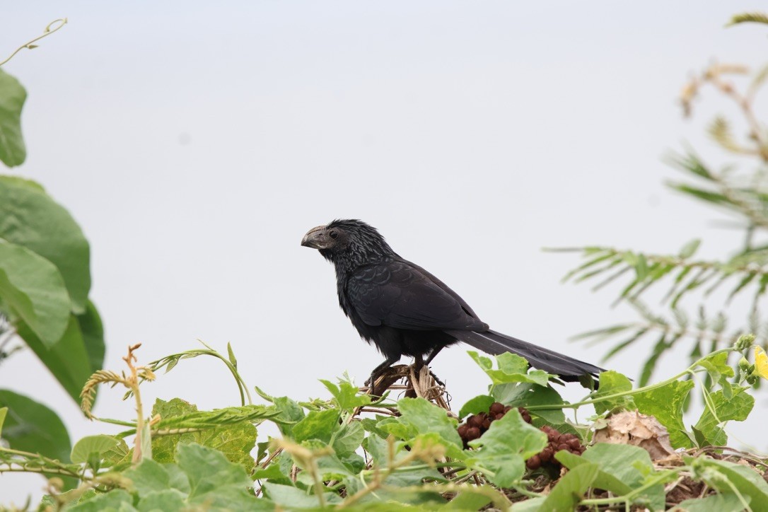 Groove-billed Ani - ML643952103