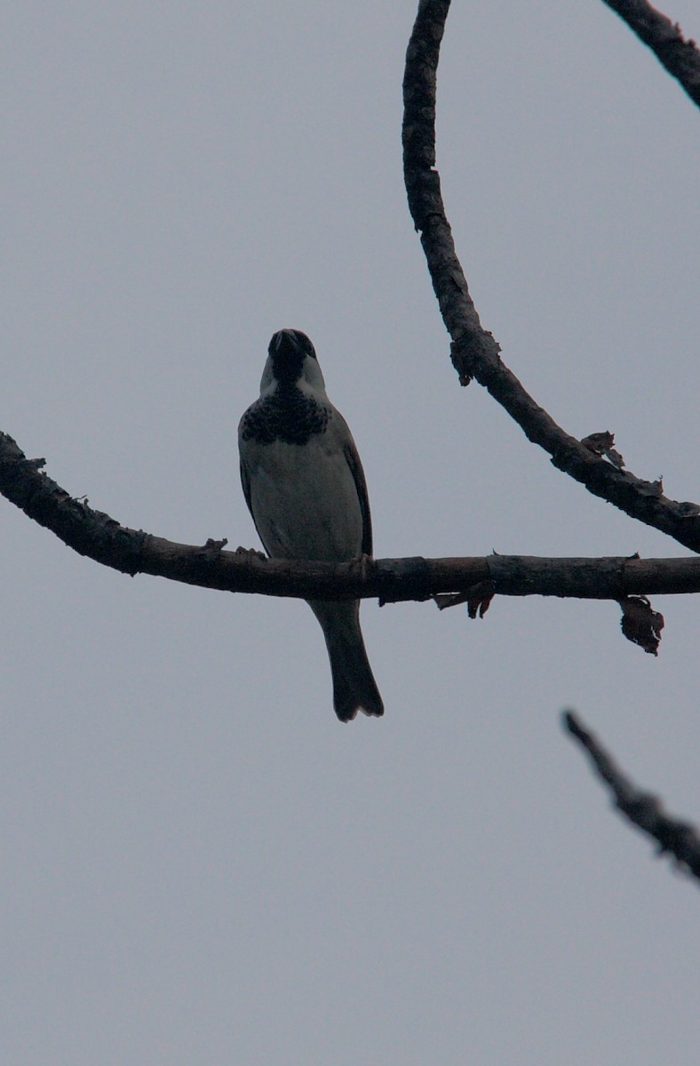 House Sparrow - ML643952104