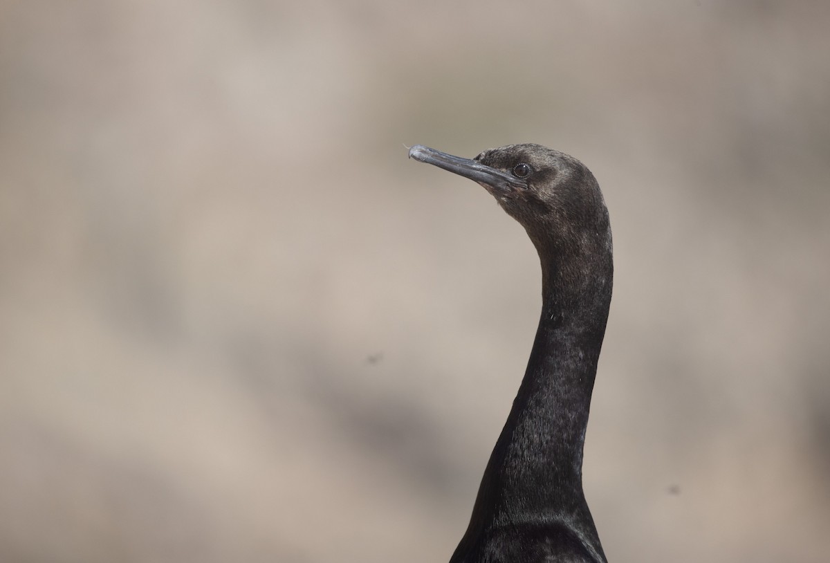 Pelagic Cormorant - ML643952106