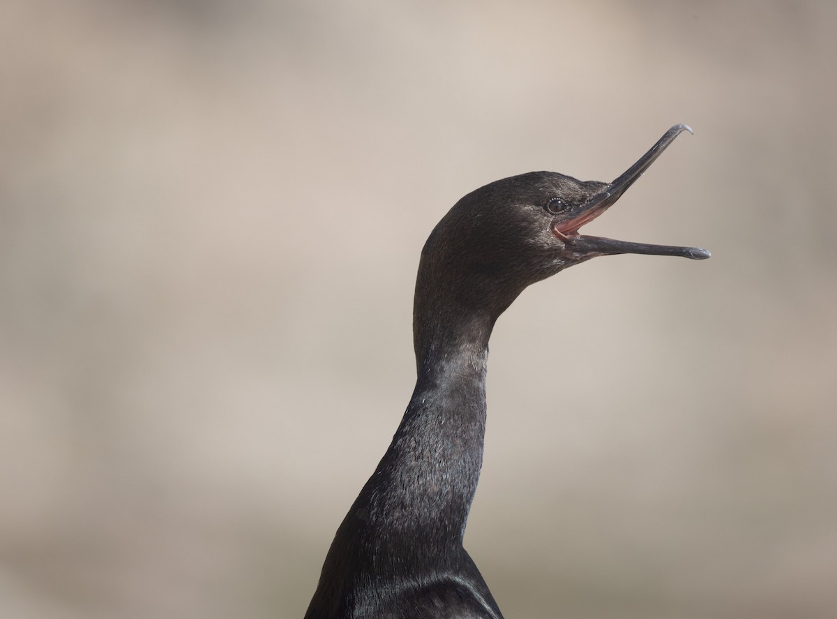 Pelagic Cormorant - ML643952107