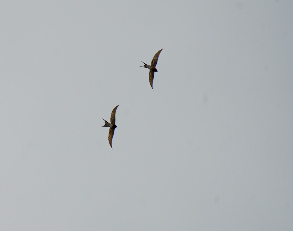 Welcome Swallow - ML643952108
