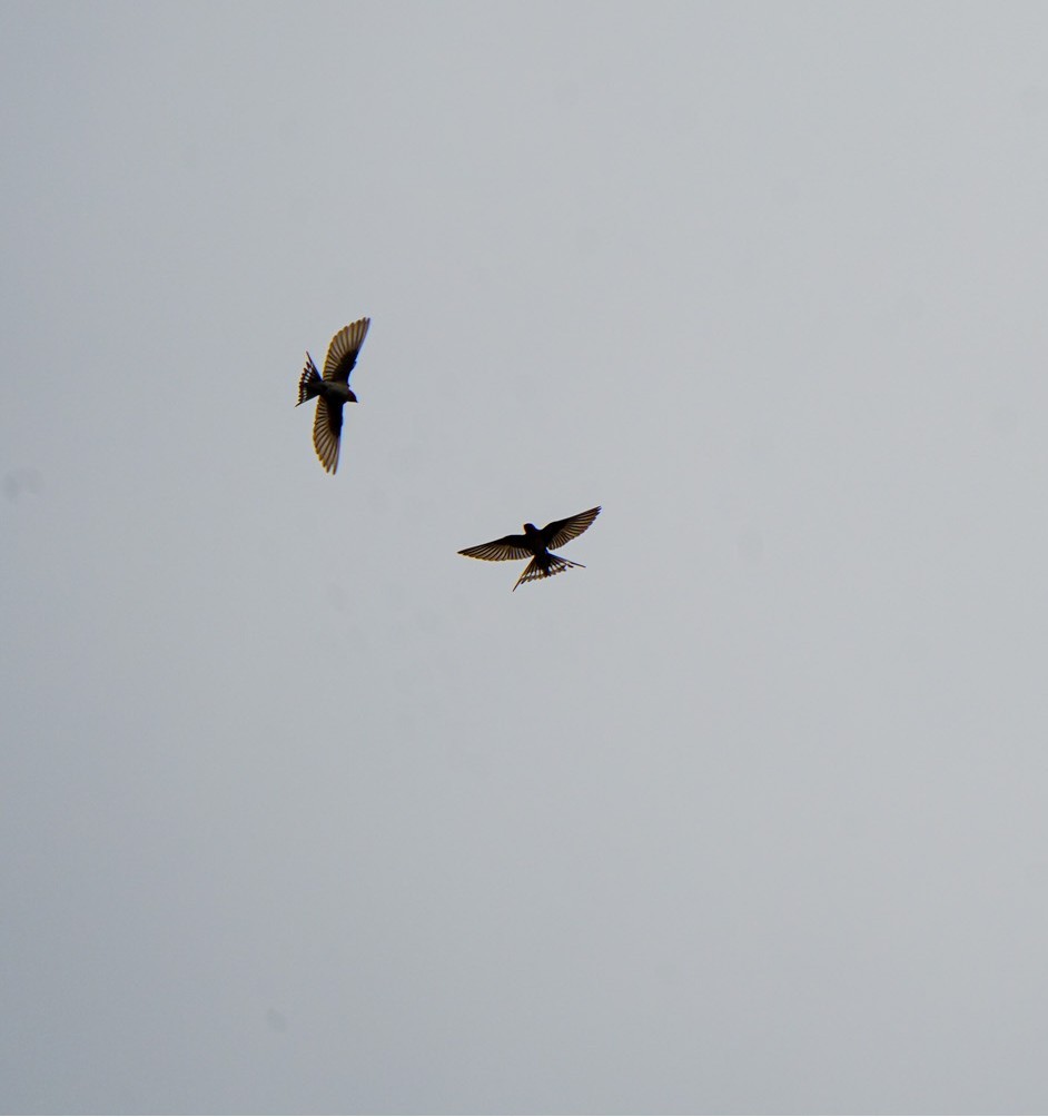 Welcome Swallow - ML643952109