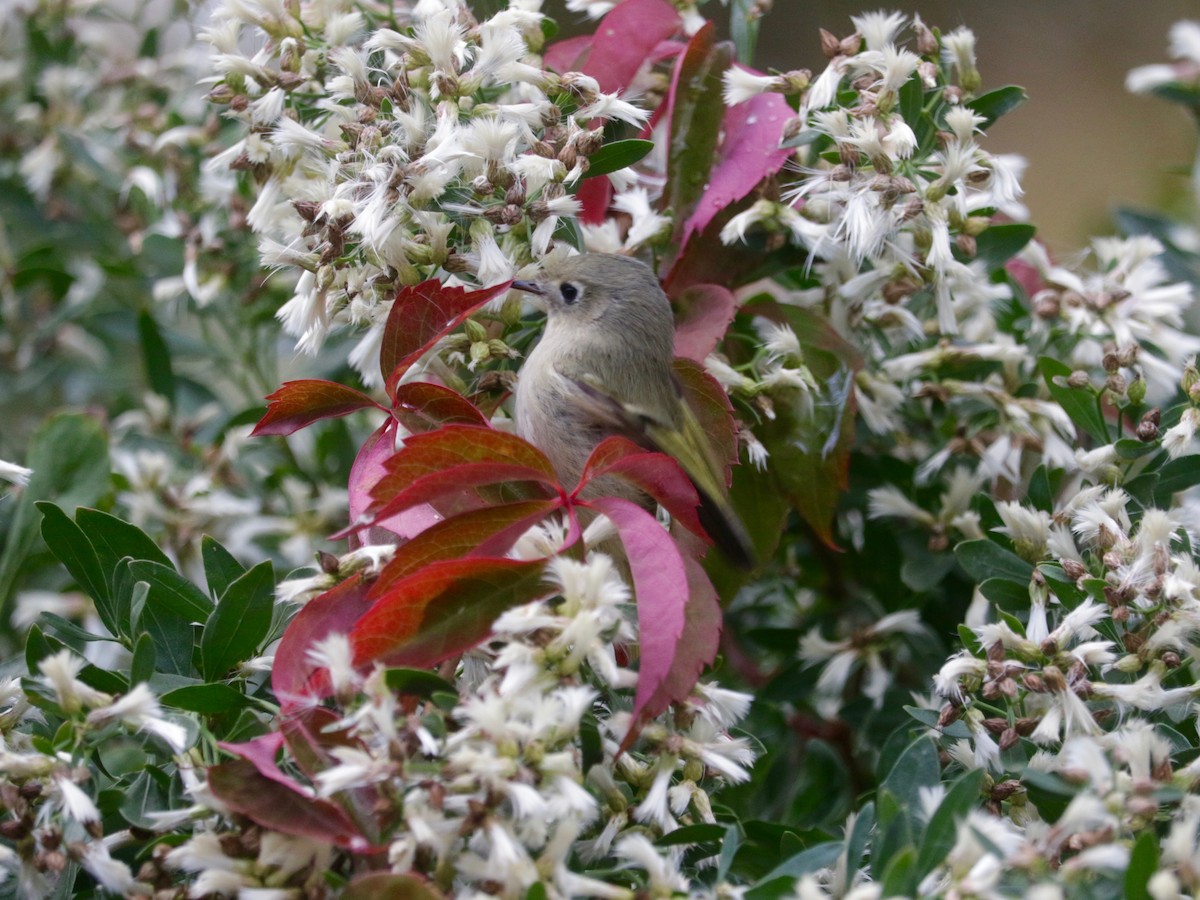 Ruby-crowned Kinglet - ML643952110