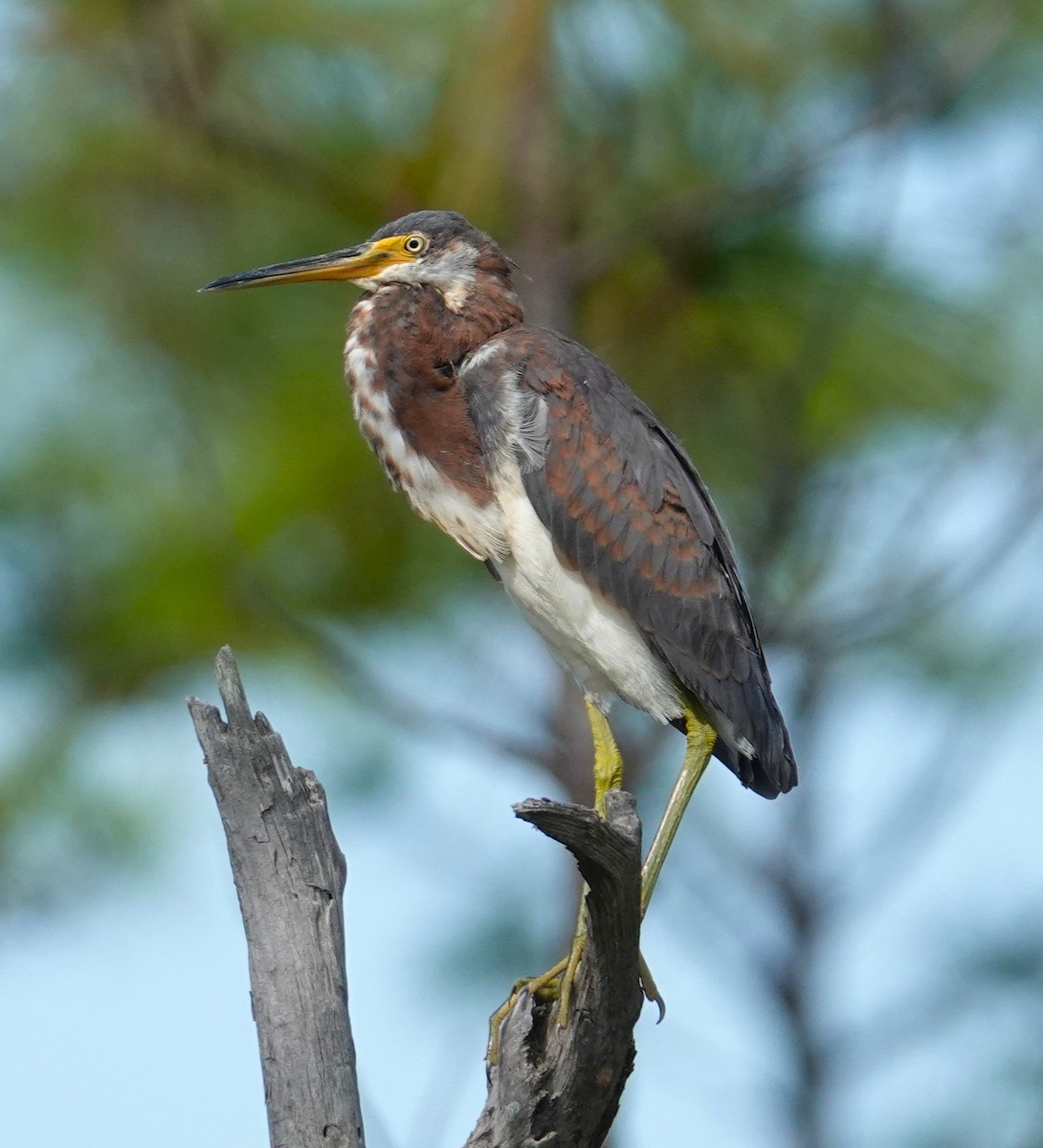 Tricolored Heron - ML643952111