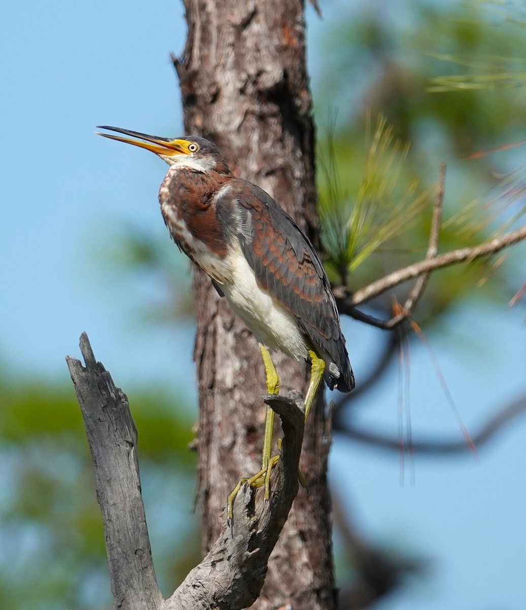 Tricolored Heron - ML643952112
