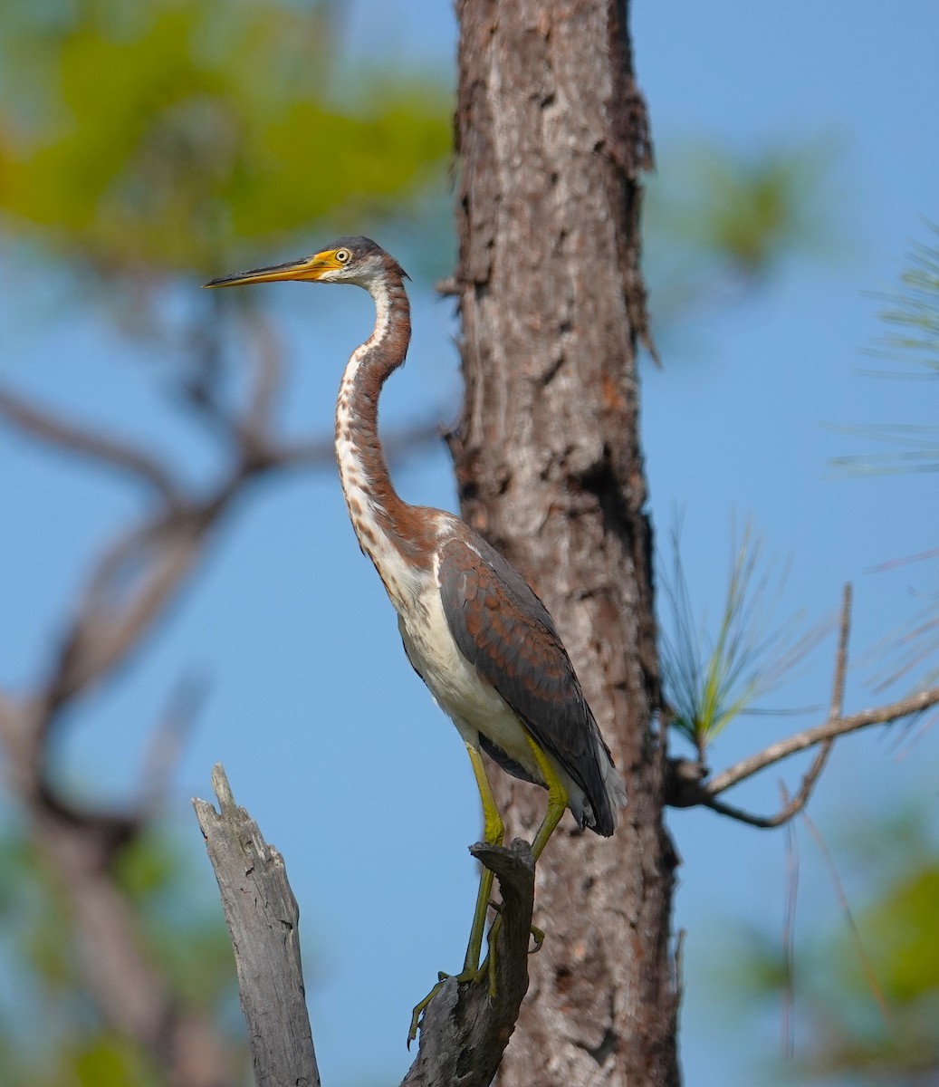 Tricolored Heron - ML643952113