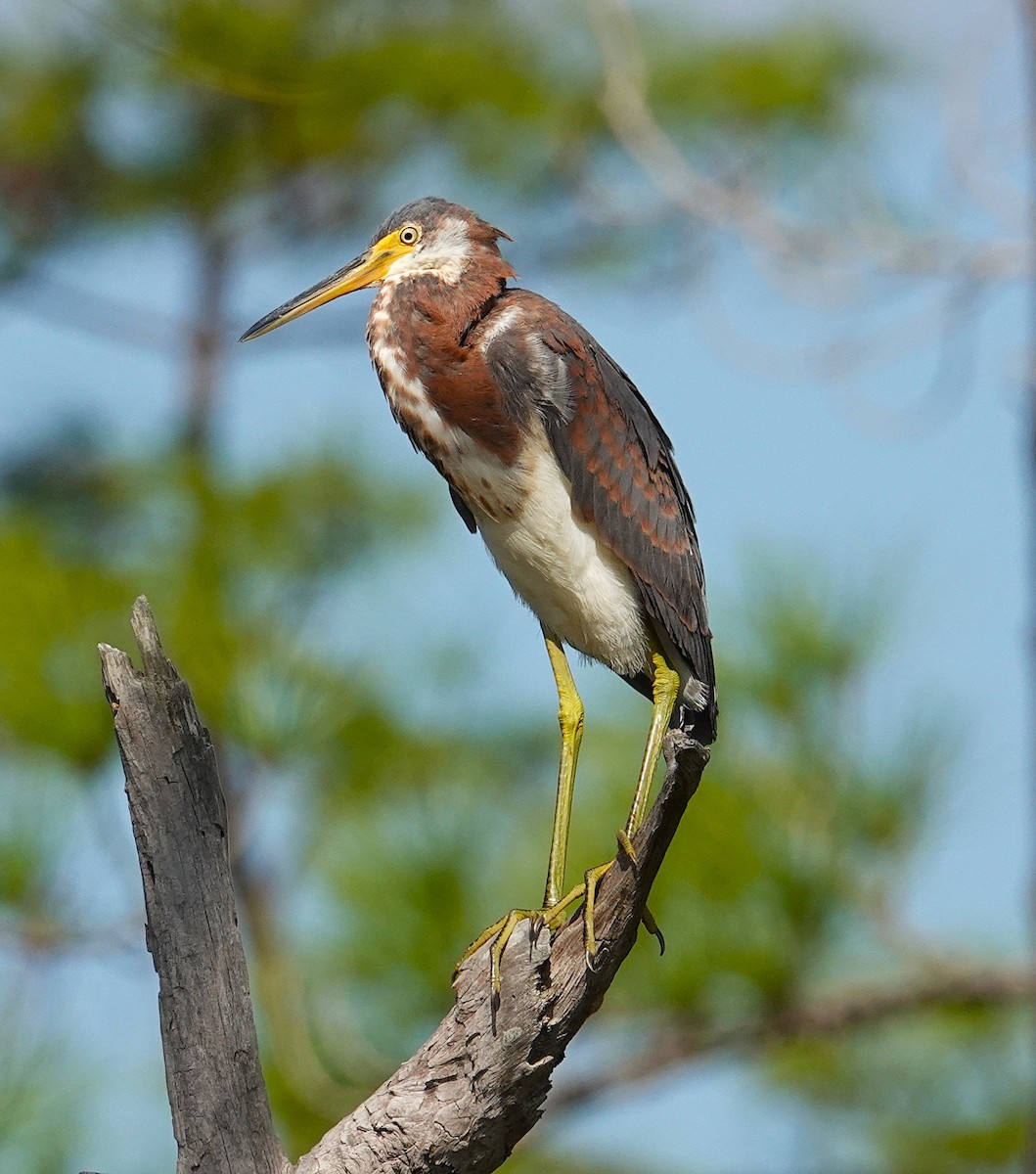 Tricolored Heron - ML643952114