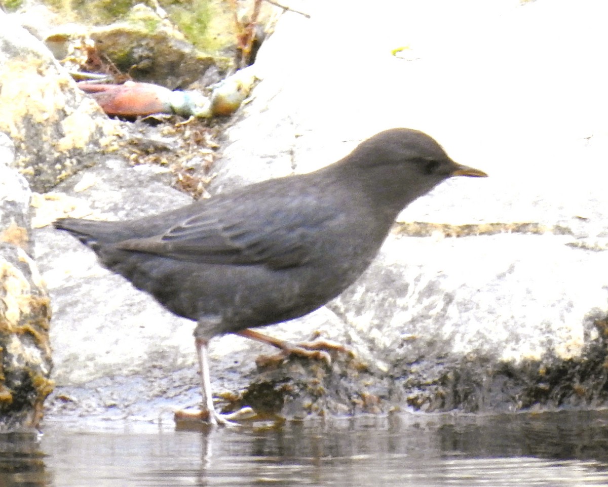 American Dipper - ML643952117