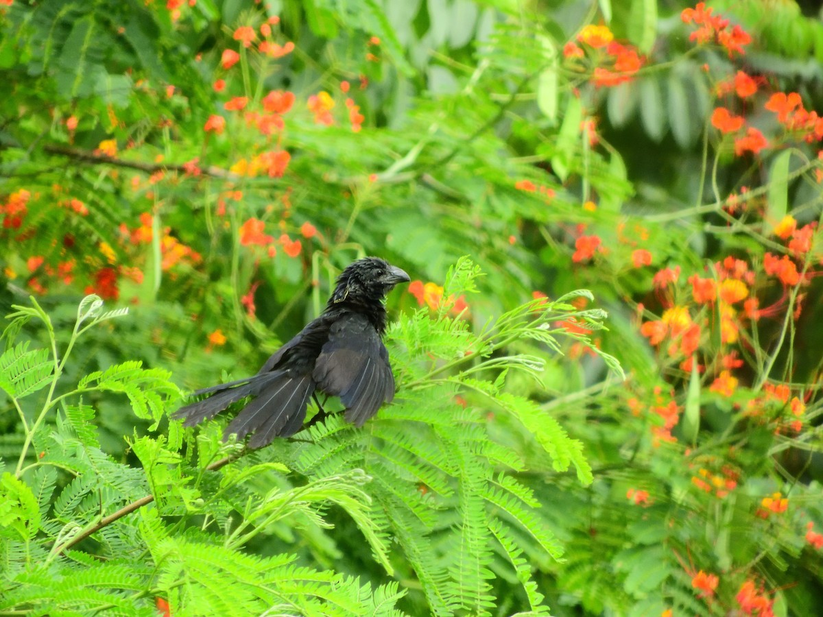 Groove-billed Ani - ML643952125