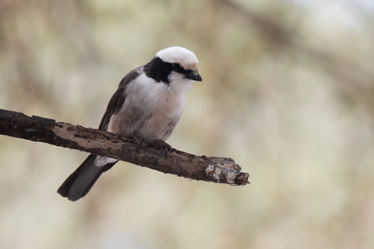White-rumped Shrike - ML643952128