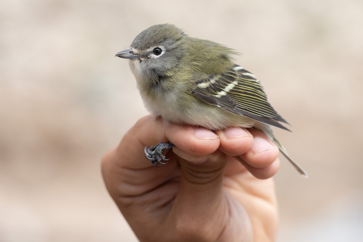 Cassin's Vireo - ML643952137