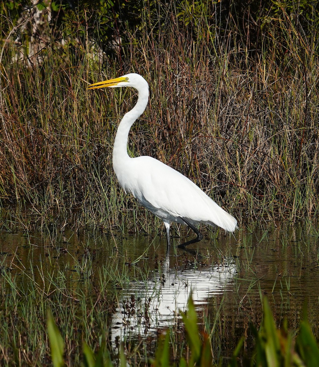 Grande Aigrette - ML643952146