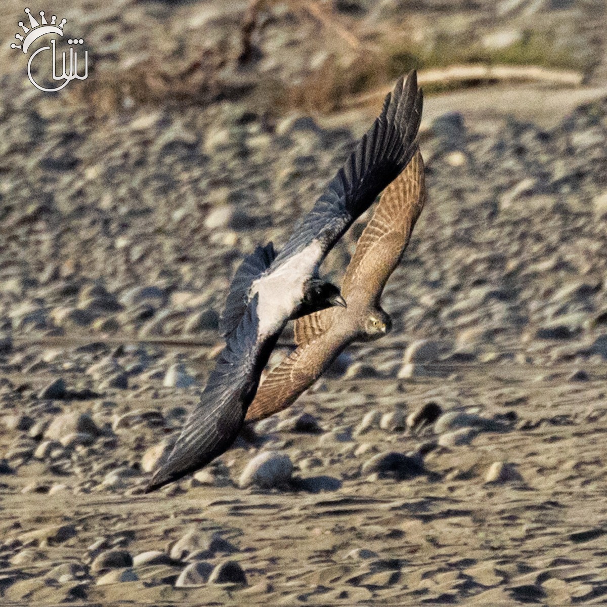 Eurasian Goshawk - ML643952147