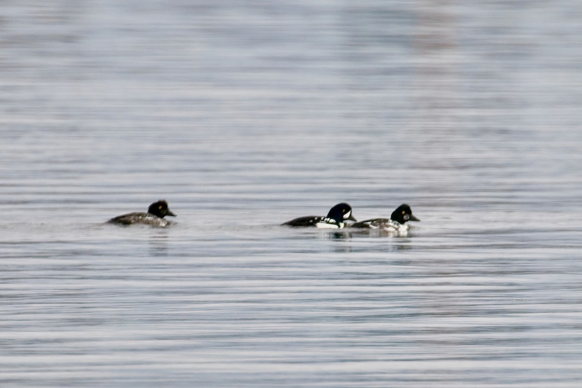 Barrow's Goldeneye - ML643952148