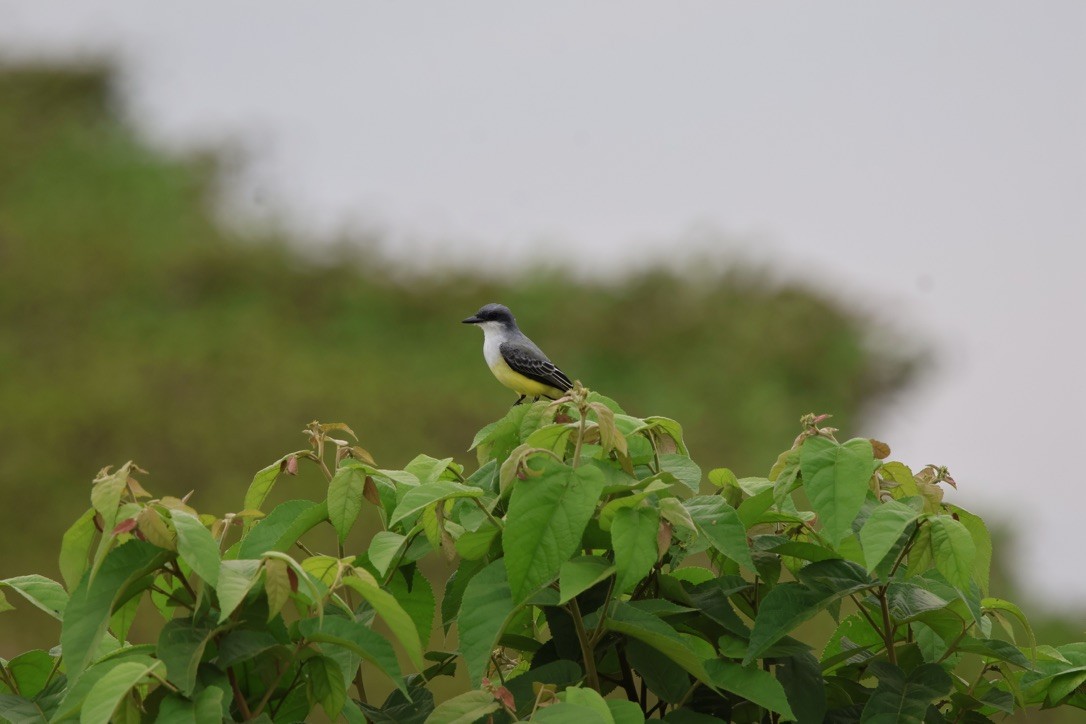 Snowy-throated Kingbird - ML643952149