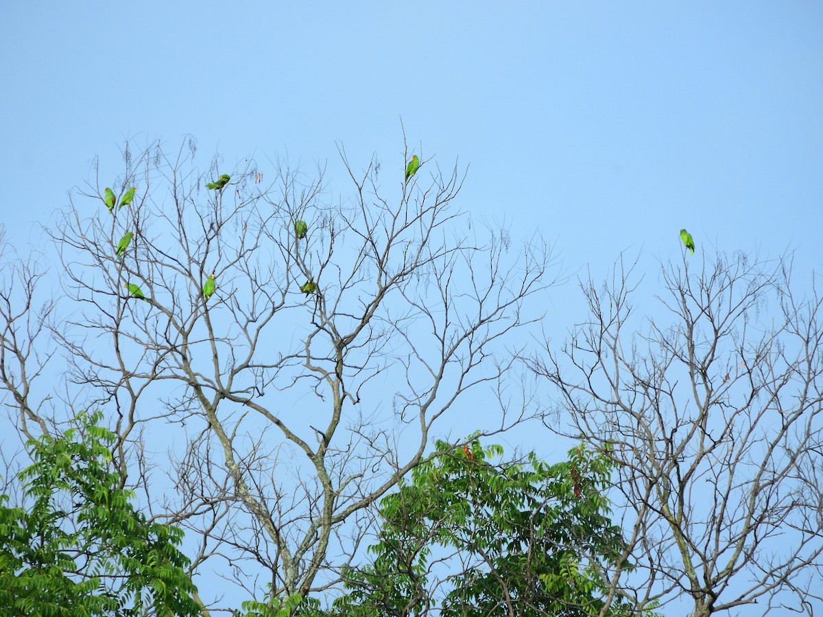 White-fronted Amazon - ML643952151
