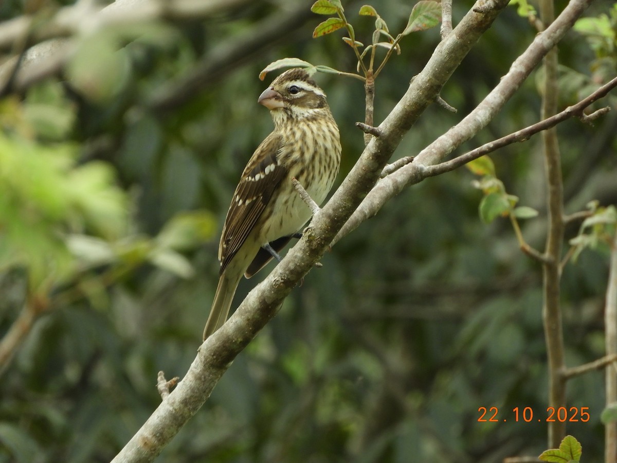 Rose-breasted Grosbeak - ML643952154