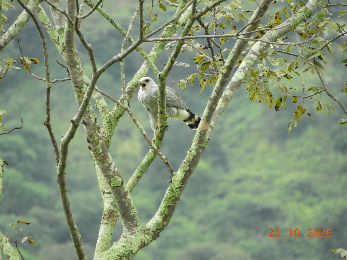 Gray-lined Hawk - ML643952162