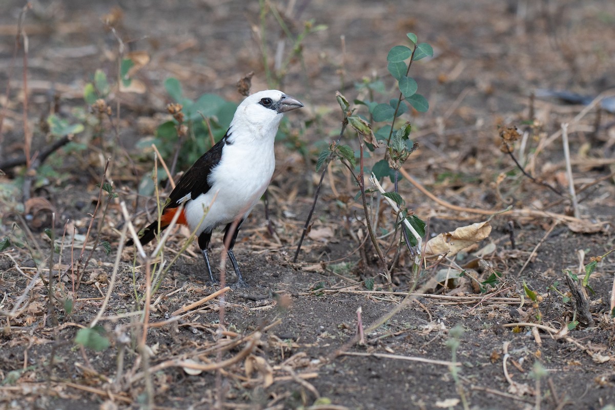 Alecto à tête blanche - ML643952170