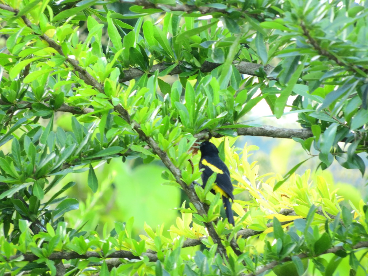Yellow-winged Cacique - ML643952178