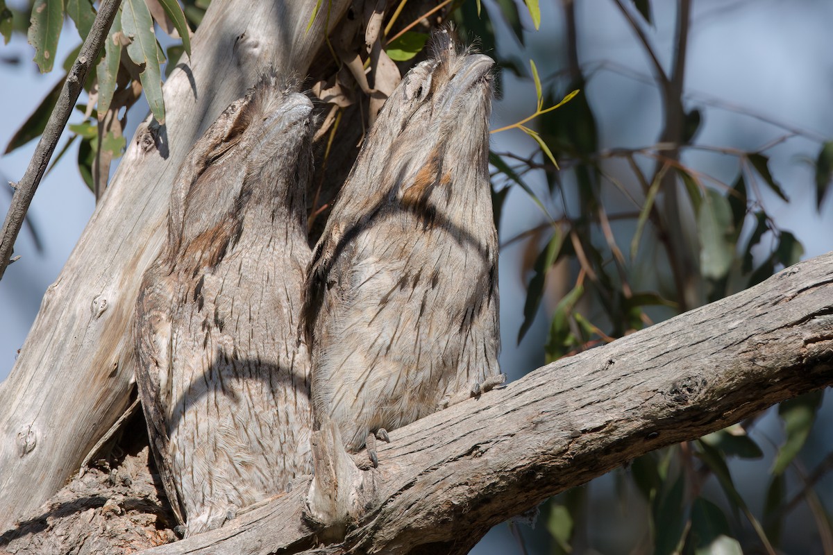 オーストラリアガマグチヨタカ - ML643952190