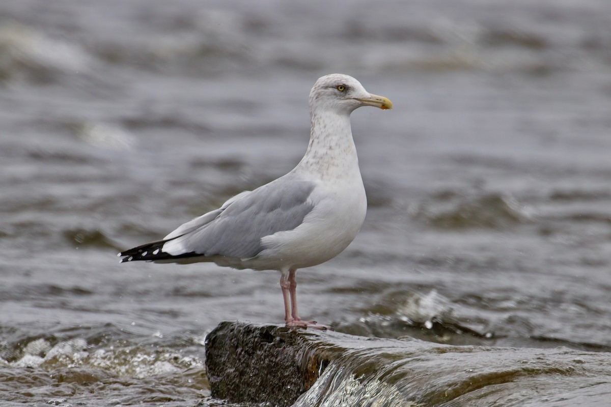 American Herring Gull - ML643952193