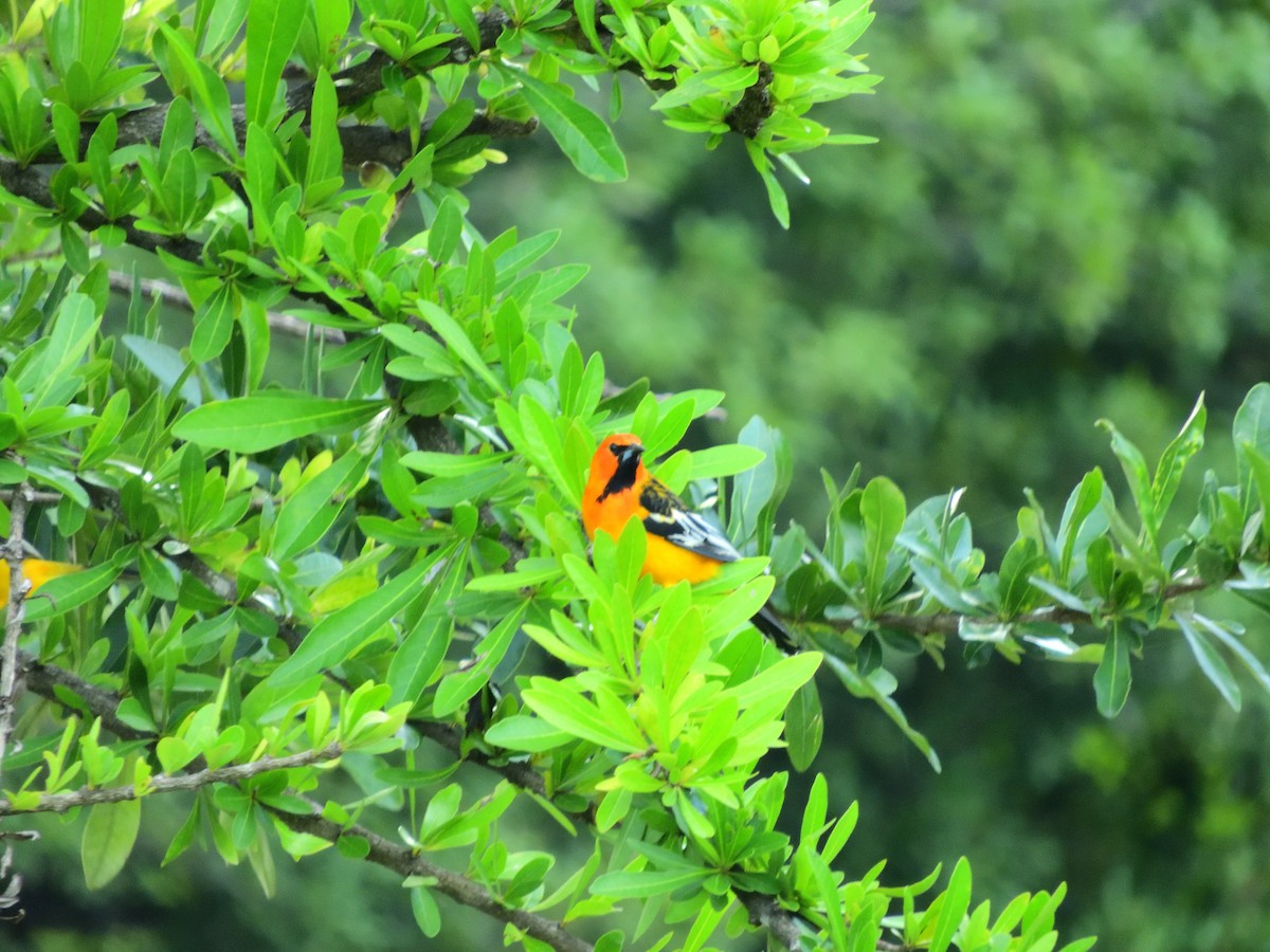 Streak-backed Oriole - ML643952199