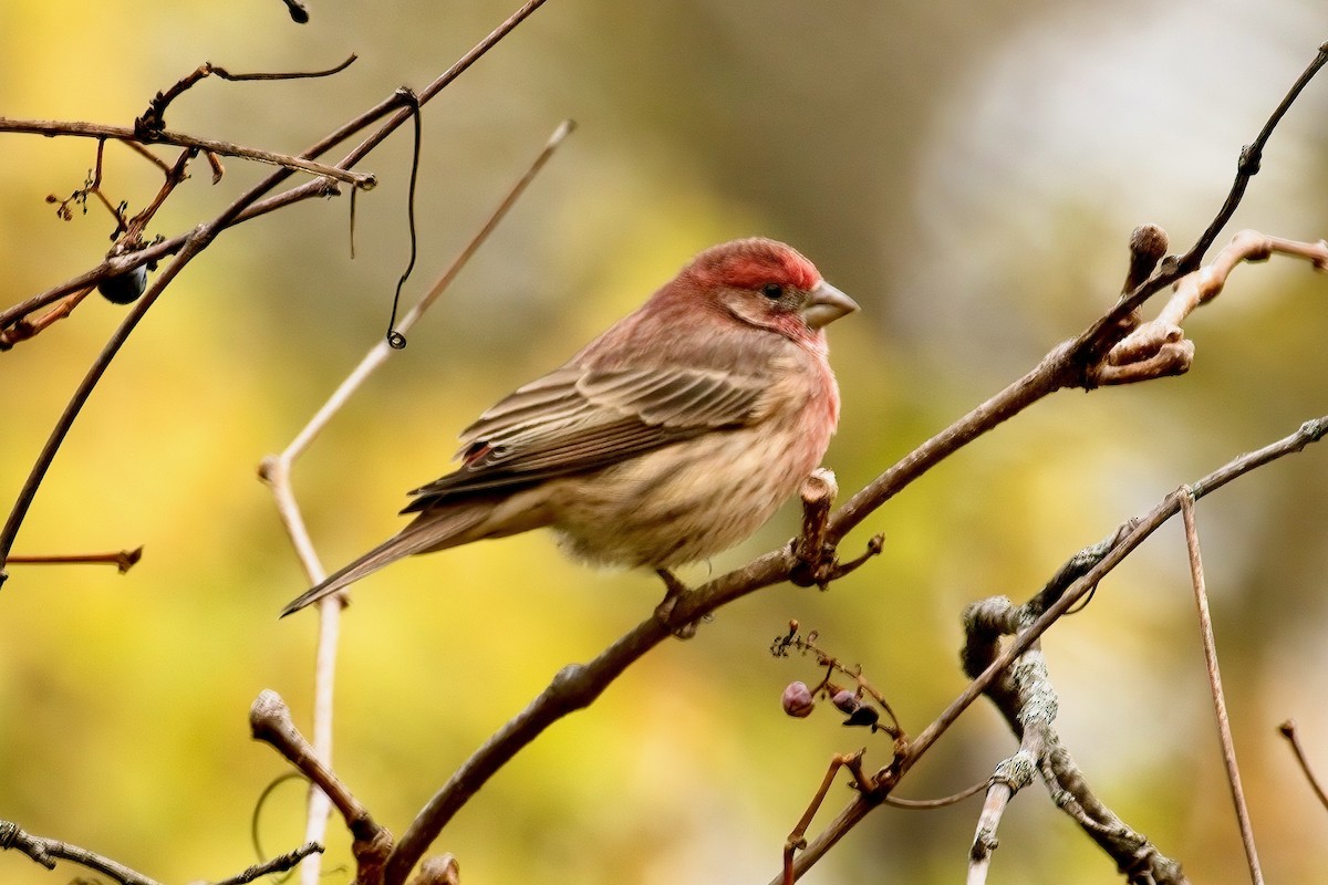 House Finch - ML643952205