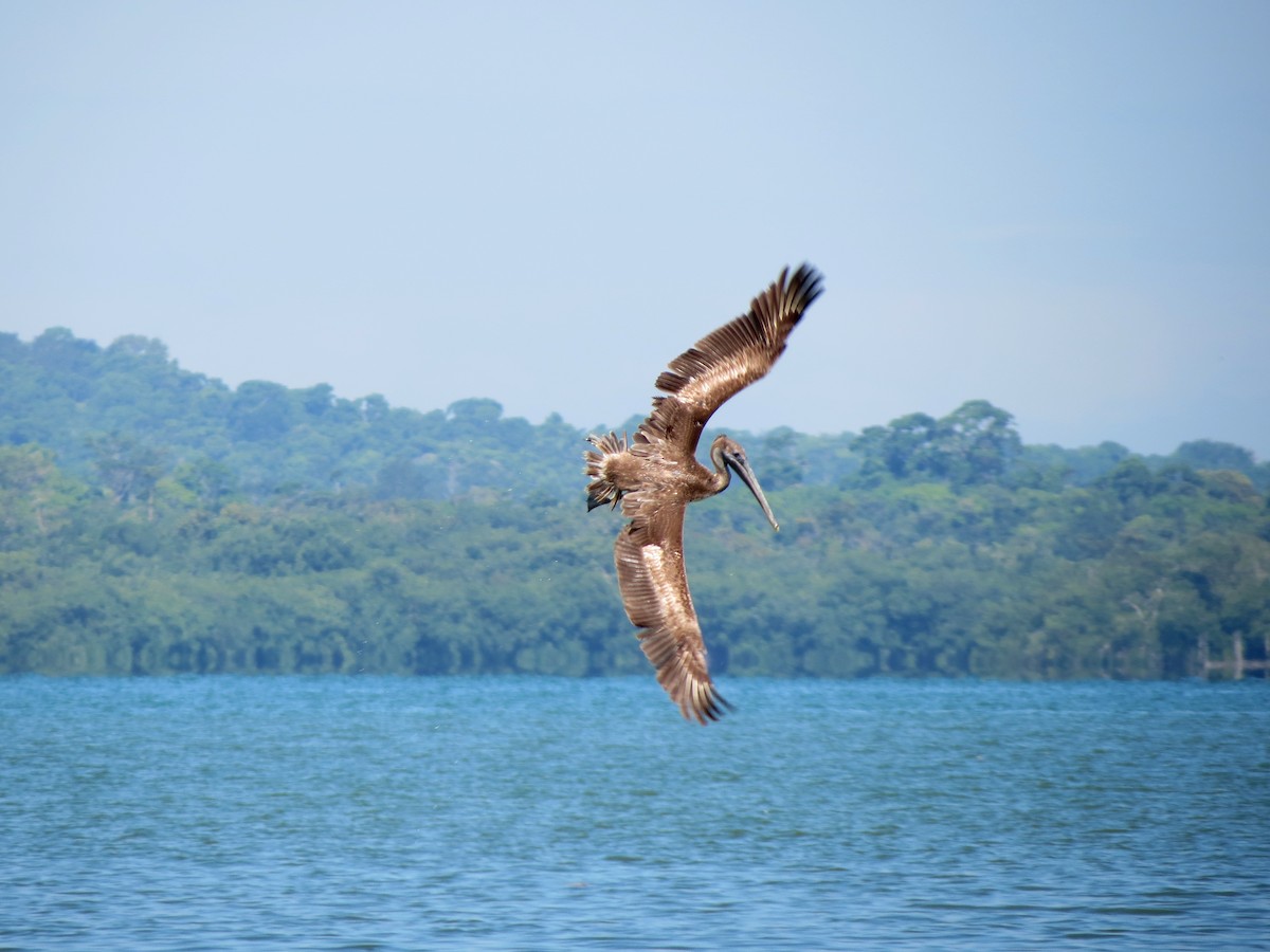 Pélican brun - ML64395221