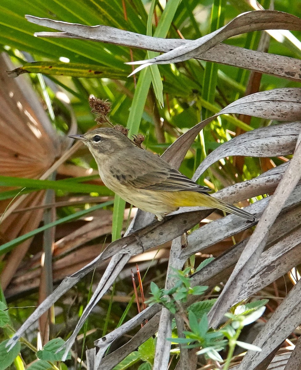 Paruline à couronne rousse - ML643952210