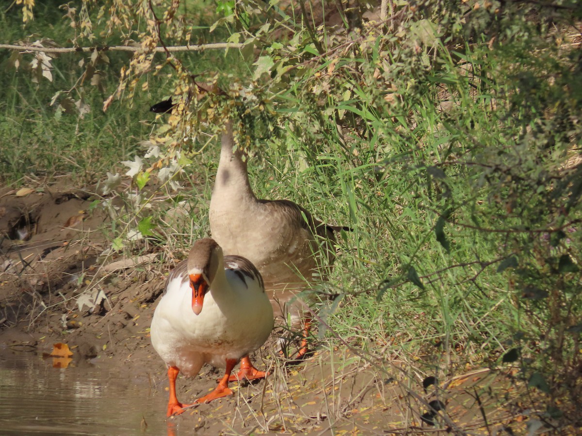 Graylag Goose - ML643952211
