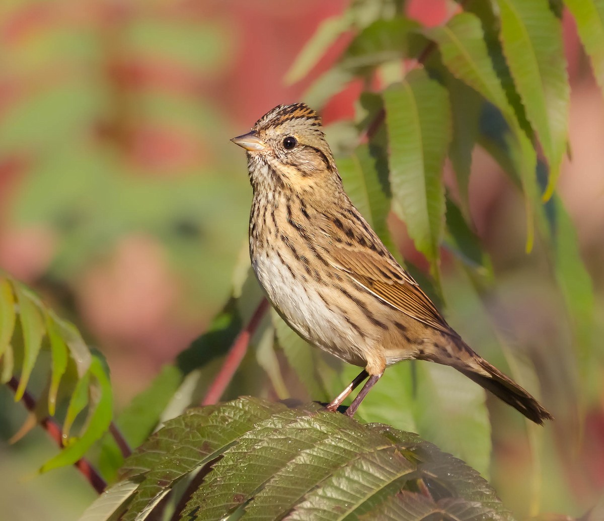 Lincoln's Sparrow - ML643952212
