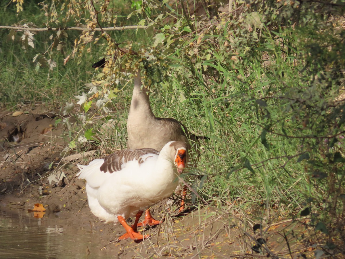Graylag Goose - ML643952213