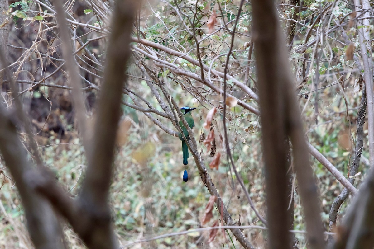 Motmot caraïbe - ML643952216