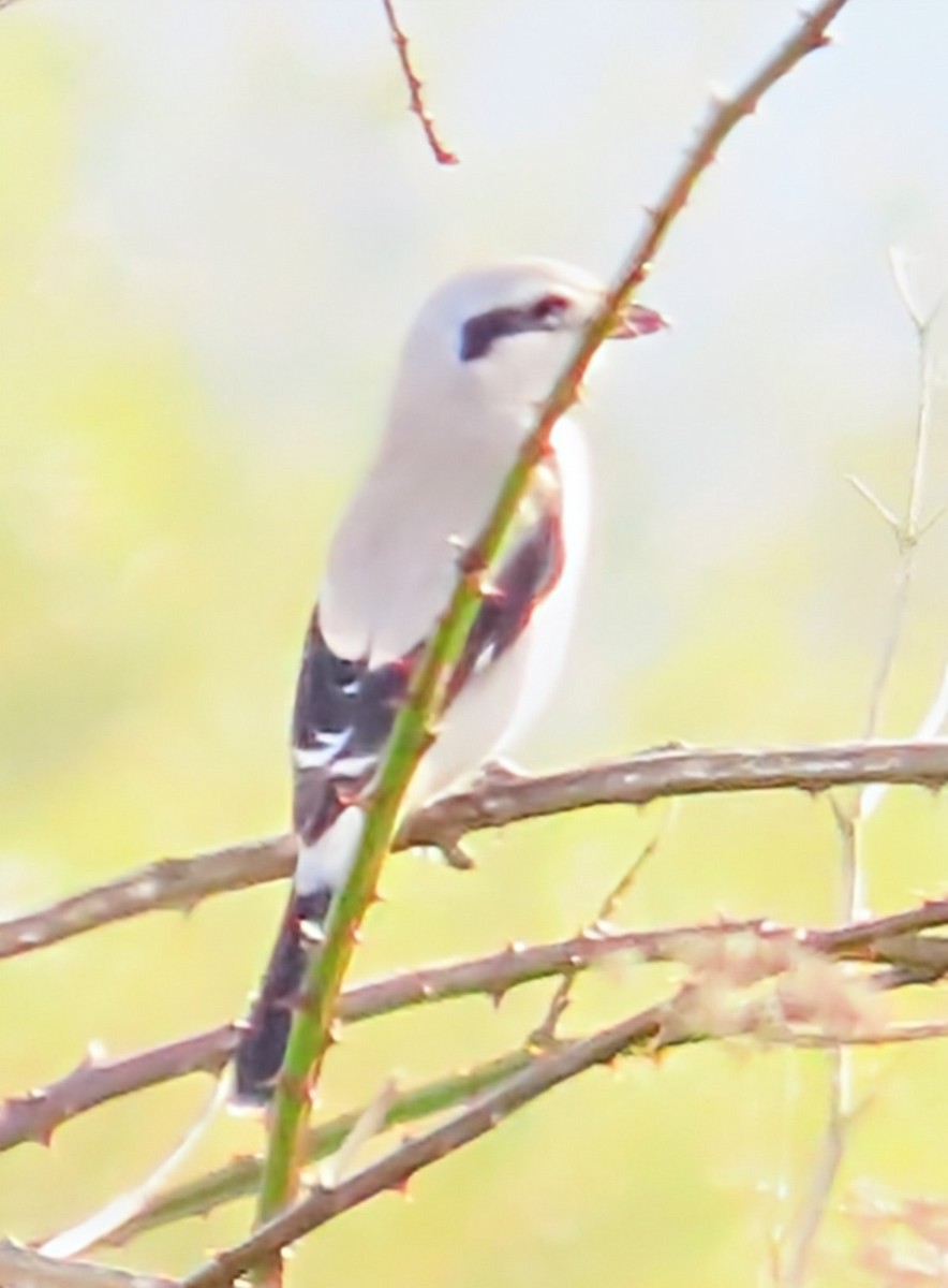 Pie-grièche boréale - ML643952264