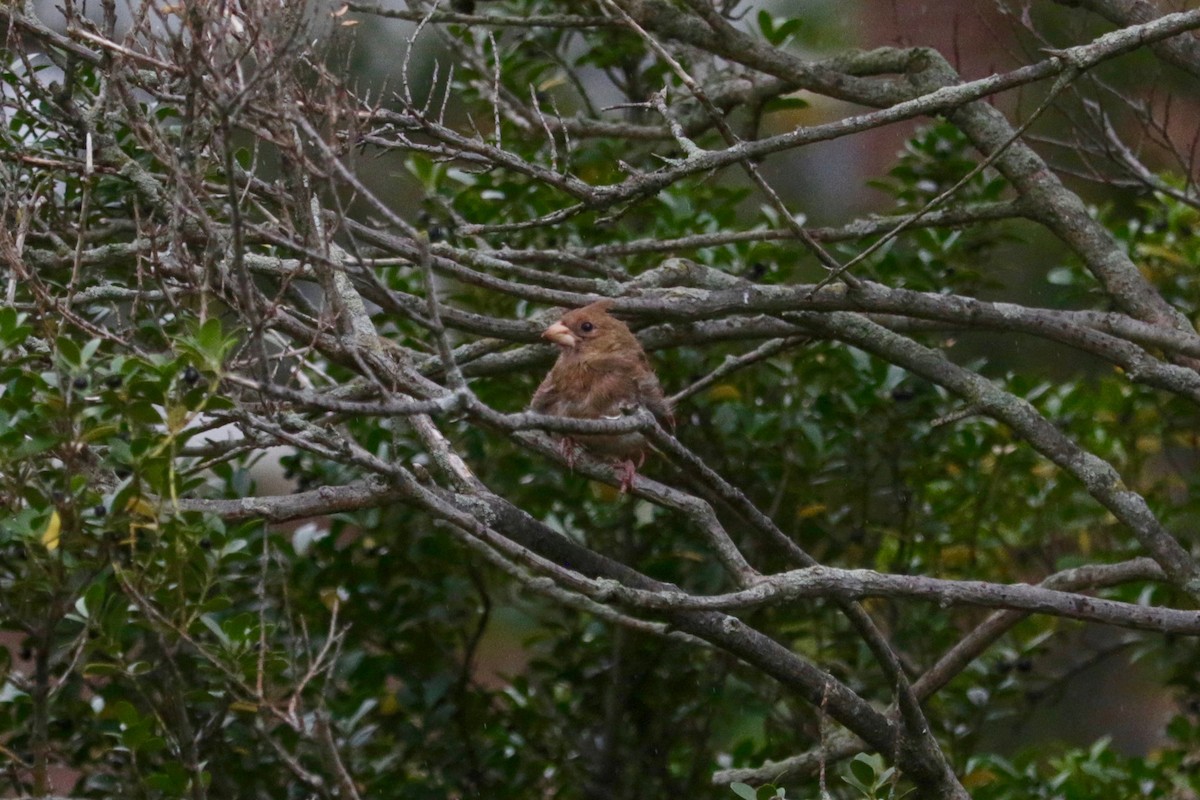 Northern Cardinal - ML643952265