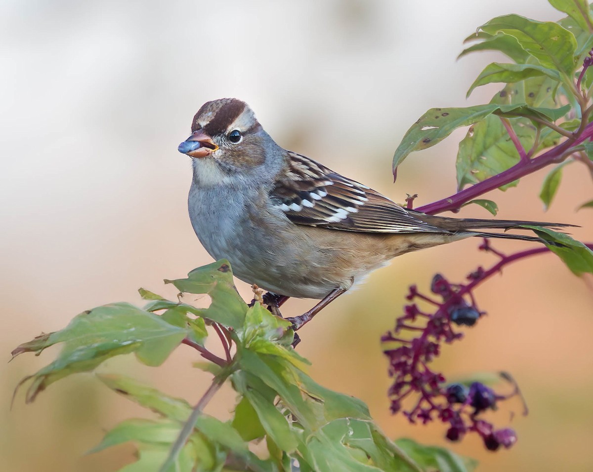 White-crowned Sparrow - ML643952274