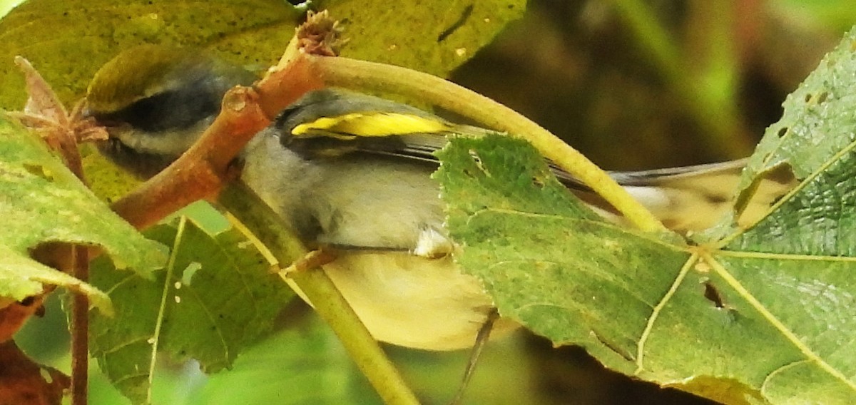 Golden-winged Warbler - ML643952280