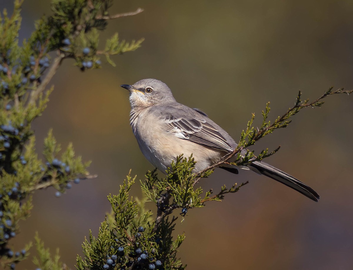 Northern Mockingbird - ML643952281