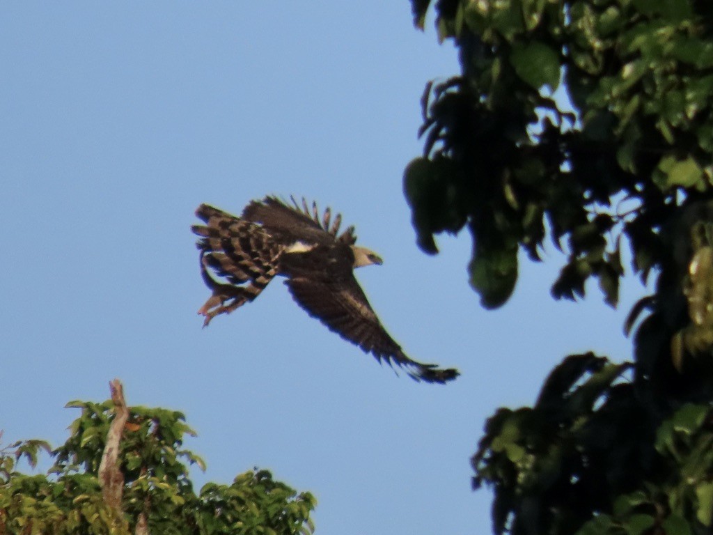 Crested Eagle - ML643952282