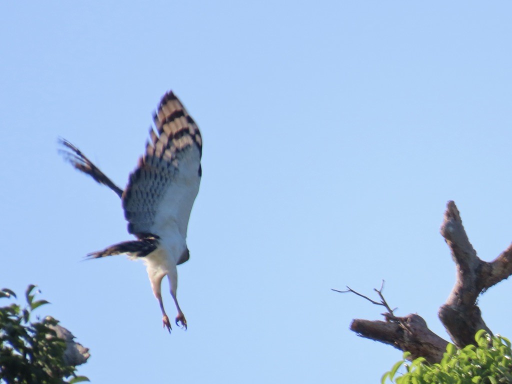 Crested Eagle - ML643952283