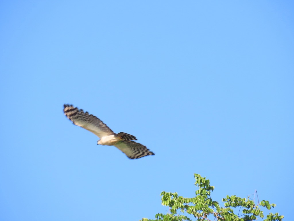 Crested Eagle - ML643952284