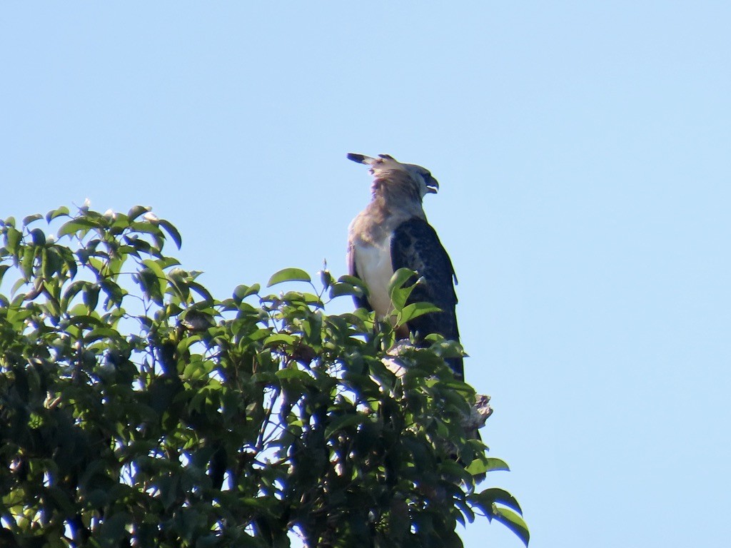 Crested Eagle - ML643952285