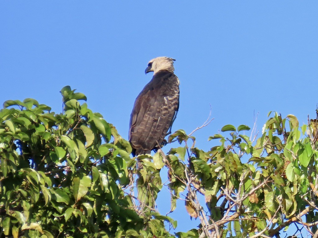 Crested Eagle - ML643952286