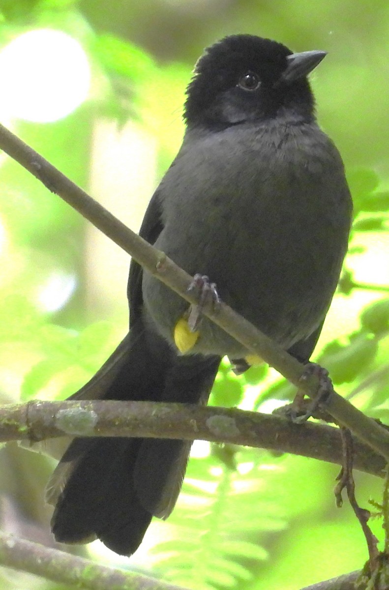 Заросляк коста-риканський - ML643952291