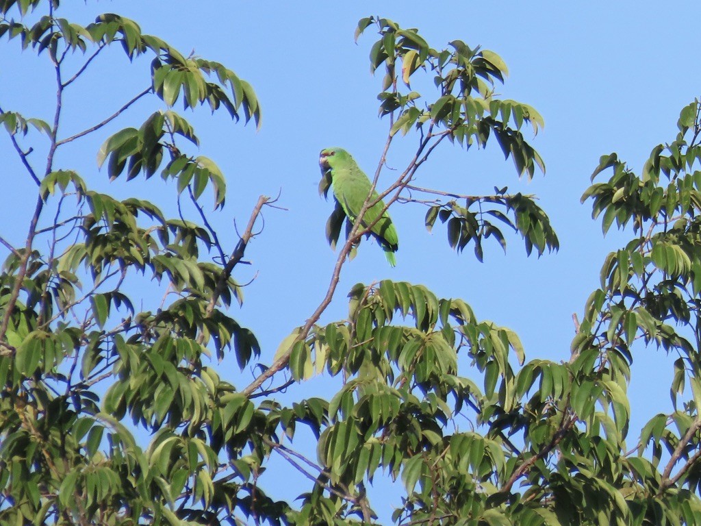 Festive Amazon - ML643952312