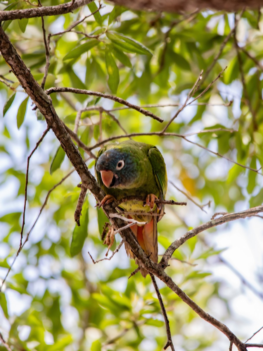 Blue-crowned Parakeet - ML643952369