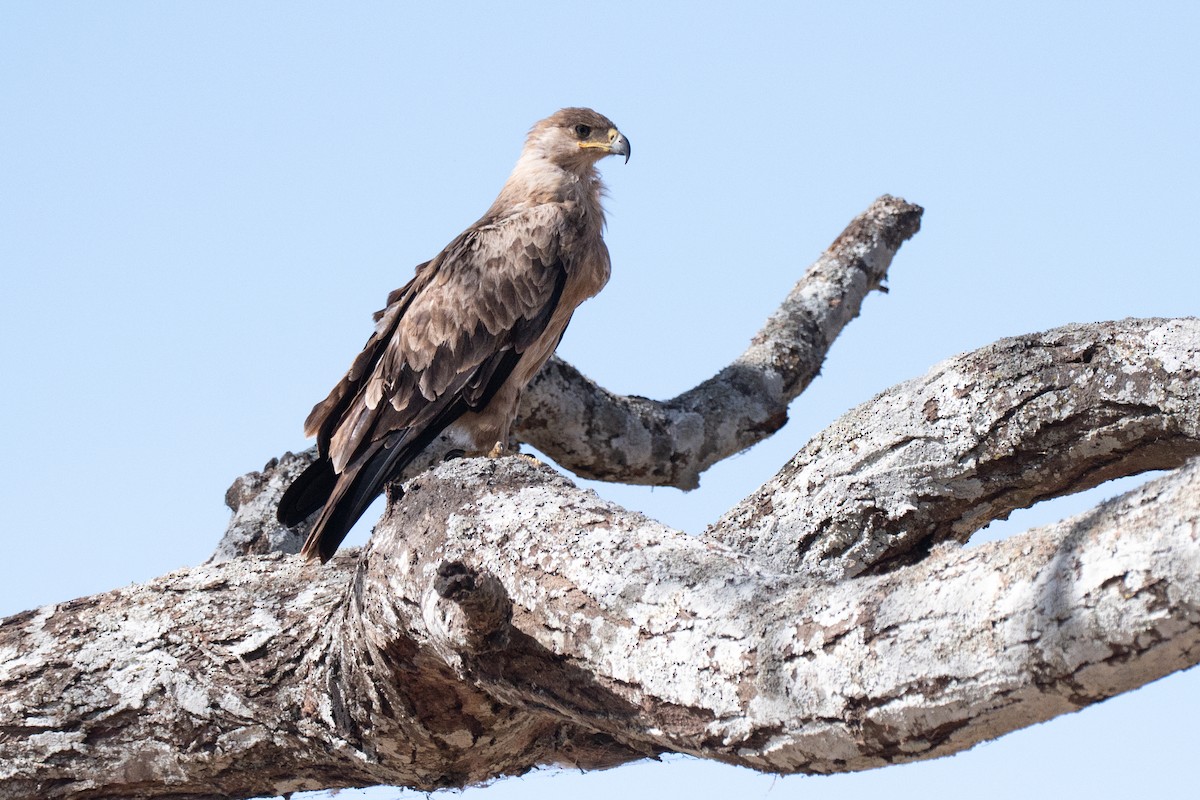 Tawny Eagle - ML643952373